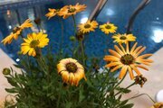 ویلا دوخواب استخردار در سرخرود