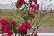 ویلا دو خواب خزر در پره سر