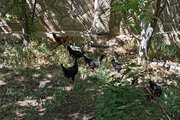 ویلا باغ دو طبقه تک خواب آنیا در شیراز