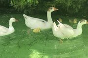 سوئیت کلبه برفی در دربندسر