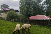 کلبه آمادای در ماسال