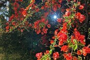 ویلا تریبلکس استخردار چهار خواب  در بندرانزلی