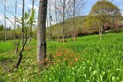 کلبه چوبی تکخواب در ماسال
