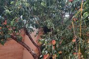 آپارتمان مبله دو خواب خوشه چین در سرعین