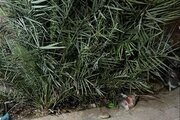ویلا دوخواب در مرکز شهر اهواز