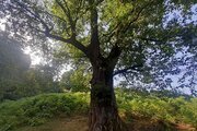 کلبه ییلاقی 27 متری تک خواب در ماسال