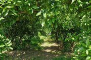 باغ ویلا تکخواب مبله در چالوس