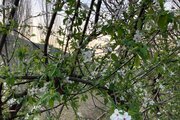 واحد تکخواب مبله  طبقه همکف ویلا در علی آباد