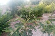 آپارتمان ایلیا بزرگ در دنا