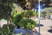 سوئیت سنتی عادی در مجتمع اقامتی  امامزاده سید مرتضی در کاشمر