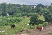 واحد تکخواب خاله معصومه در طبقه دوم ویلای امامزاده عبداله