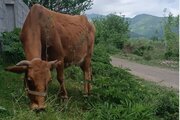 ویلا جنگلی صابر در ماسال