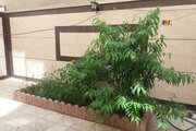 آپارتمان مبله تکخواب در شهرکرد