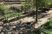سوئیت برکه بدون اتاق در شمشک
