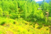 ویلا تکخواب جنگلی آریا در شیرگاه