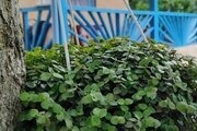 ویلای گیل سو در رشت