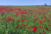 آپارتمان دو خواب سرای آرامش 2 در دیلمان