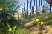 واحد تک خواب در طبقه دوم کلبه جنگلی هیرکانی در