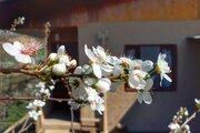 واحد تکخواب سنتی در اقامتگاه بومگردی شیرگاه