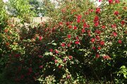 ویلا مبله دوخواب استخردار در طبیعت ماسال