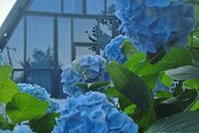 کلبه سوئیسی مبله دوخواب سعادتی در اسالم