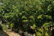 ویلا مبله دوخواب گندم در کوهسار ساوجبلاغ