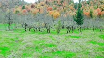 ویلا 2 خواب زیربام سبز شاندرمن