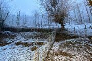 کلبه جنگلی سقف شیشه ای  تکخواب در ماسال