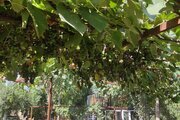 ویلا تکخواب جنگلی شمعدونی در گرگان