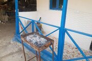 سوئیت سنتی جنگلی یزدان در آستارا