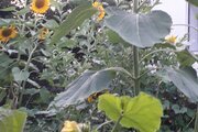 ویلا مبله تک خواب آرامش در تالش
