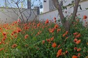 واحد دوخواب در طبقه اول ویلای چمستان