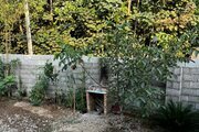 ویلا مبله دوخواب طبیعت در ماسال