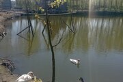 کلبه سوئیسی دوبلکس دوخواب کوچولو در بندرانزلی