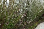 ویلا 2 خواب ملک ده در زیباکنار