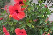 ویلا مبله تکخواب خانه پدری در لاهیجان