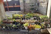 واحد مبله تک خواب در طبقه همکف ویلا رامسر | نمایی از حیاط