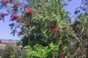 واحد مبله دوخواب در طبقه همکف ویلا فومن