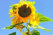 ویلا شوکا آلاشت سوادکوه