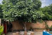 واحد تک خواب ونوشه در اقامتگاه بومگردی قائمشهر