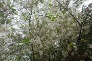 کلبه سوئیسی دوبلکس تکخواب  ونوشه در نشتارود