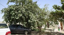 اتاق در اقامتگاه بومگردی در روستای پلان | حیاط