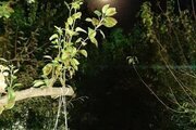 ویلای گیل آوا در رشت