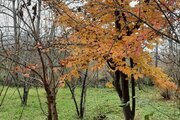 باغ ویلا دو خواب گلبن در ماسال