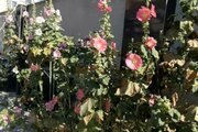 ویلا استخردار دوخواب مبله در چهارباغ