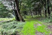 ویلا جنگلی تکخواب مبله در سوادکوه
