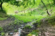 ویلا تکخواب جنگلی در شیرگاه
