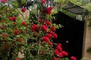 ویلا تکخواب مبله سبزمان در ماسال