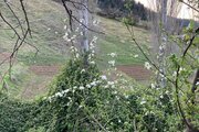 واحد تکخواب مبله  طبقه همکف ویلا در علی آباد