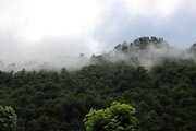 ویلا مبله جنگلی دو خواب شالماکوه در ماسال